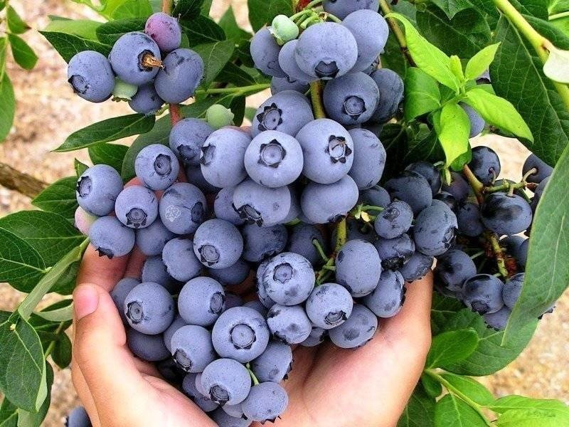 Borówka amerykańska Duke Vaccinium corymbosum P9