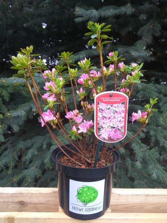 Azalia japońska Kermesina Rose Rhododendron obtusum C2