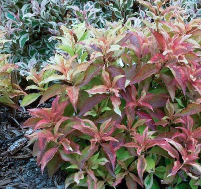 Krzewuszka cudowna My Monet Sunset PBR Weigela florida C3