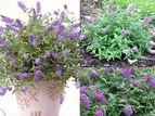 Budleja Lilac Chip PBR Buddleja C3