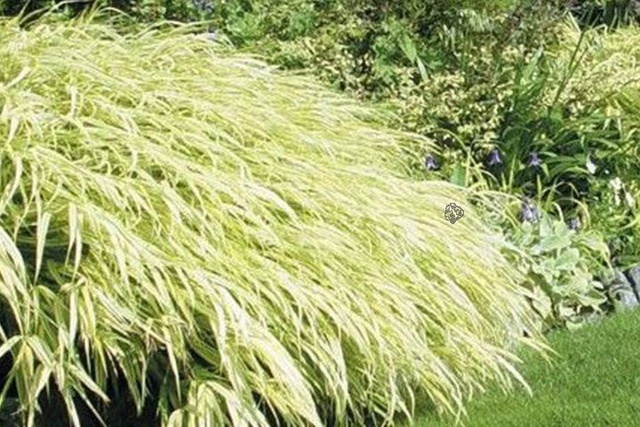 Trawa bambusowa Aureola Hakonechloa macra P9