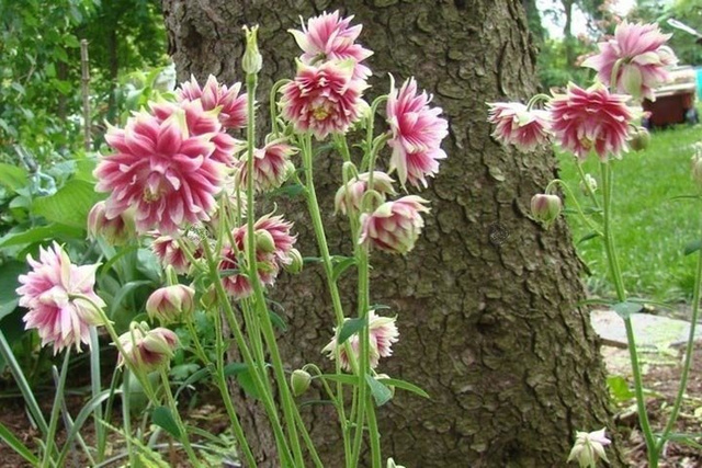 Orlik pospolity Nora Barlow Aquilegia vulgaris C2