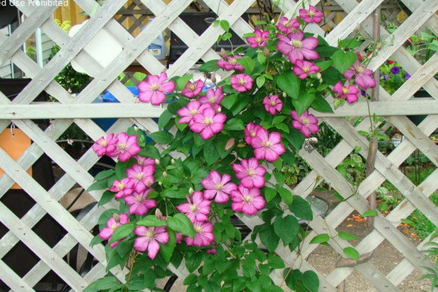 Powojnik Ville de Lyon Clematis C2