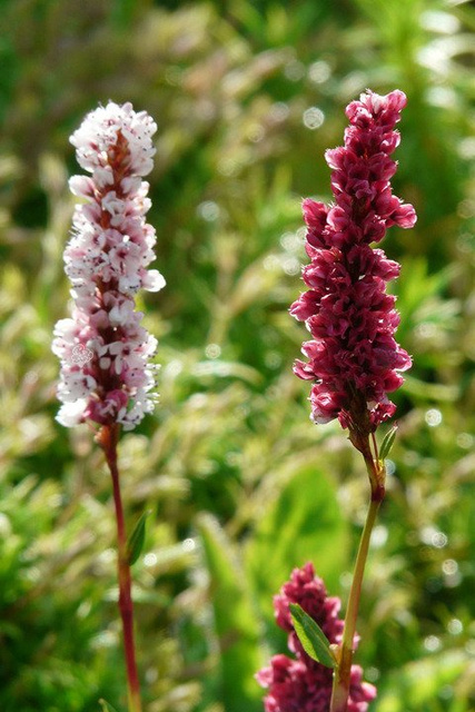 Rdest wężownik Persicaria bistorta P9