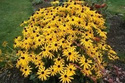 Rudbekia błyskotliwa Goldstrum Rudbeckia fulgida P9