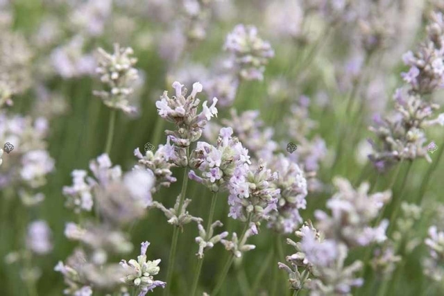 Lawenda wąskolistna Rosea Lavandula angustifolia C2