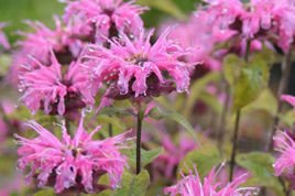 Pysznogłówka ogrodowa Twins Monarda hybrida P9
