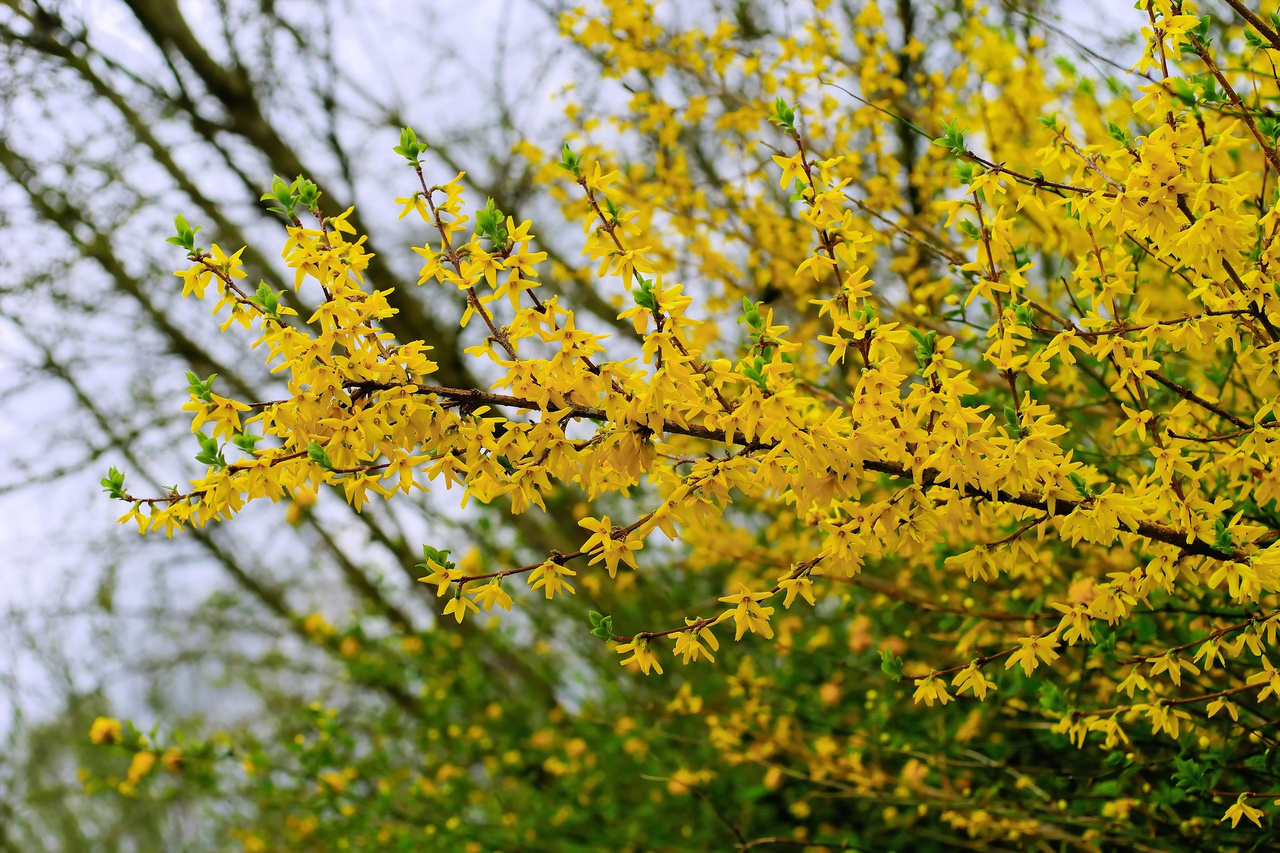 Forsycja Goldrausch Forsythia C3
