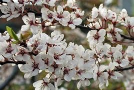 Śliwa wiśniowa Hessei Prunus cerasifera P9