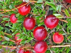 Żurawina wielkoowocowa Mac Farlin Vaccinium macrocarpon C1,5