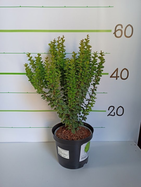 Berberys Thunberga Erecta Berberis thunbergii C2