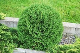Tuja Woodwardii Thuja occidentalis P9