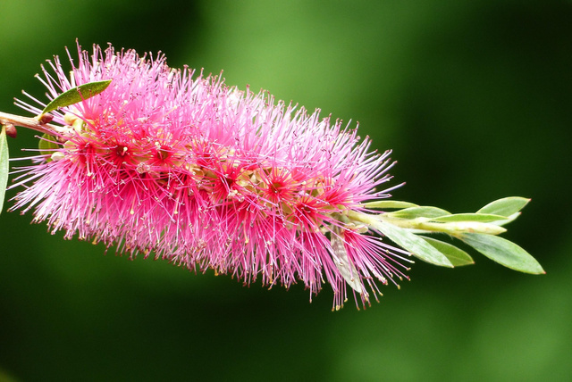Kuflik Rosa Callistemon P9