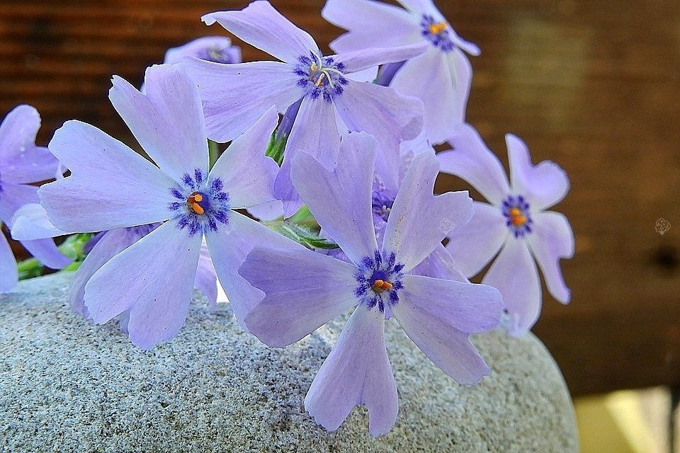 Floks szydlasty Emerald Cushion Blue Phlox subulata P9