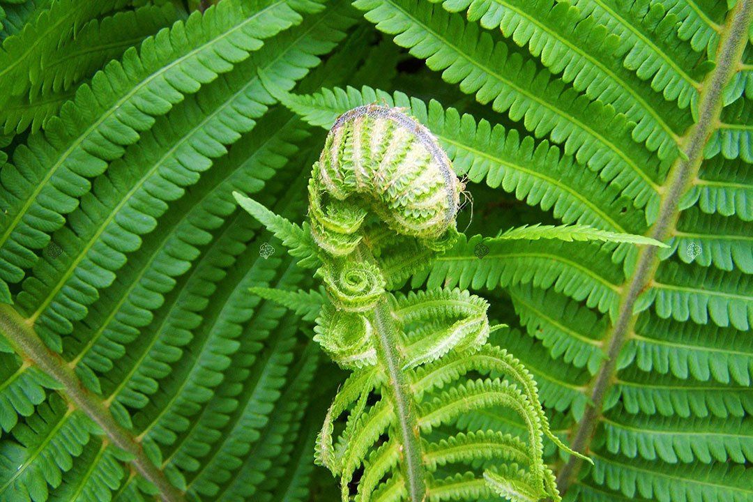 Pióropusznik Strusi Matteuccia struthiopteris C2