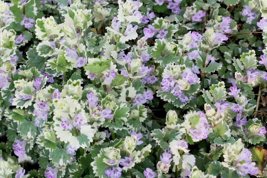 Bluszczyk kurdybanek Variegata Glechoma hederacea P9