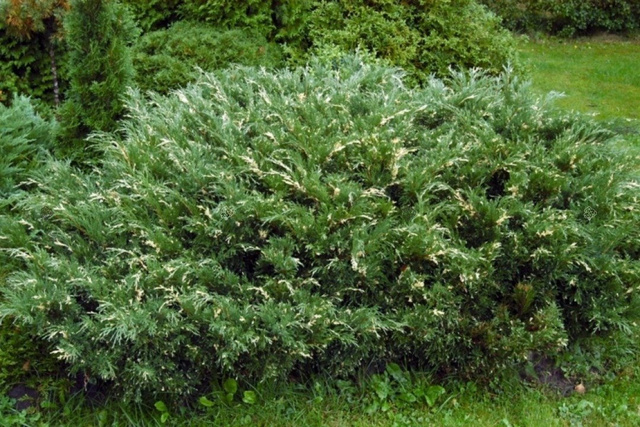 Jałowiec płożący Andorra Compact Variegata Juniperus horizontalis C3