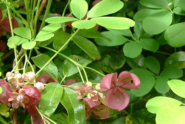 Akebia pięciolistkowa Akebia quinata C2