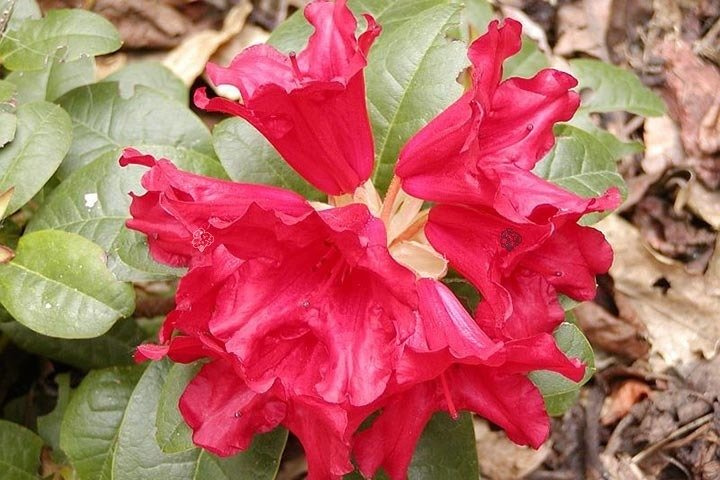 Różanecznik Baden-Baden Rhododendron C2