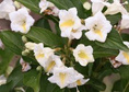 Krzewuszka cudowna Sunny Side Up PBR Weigela florida C3