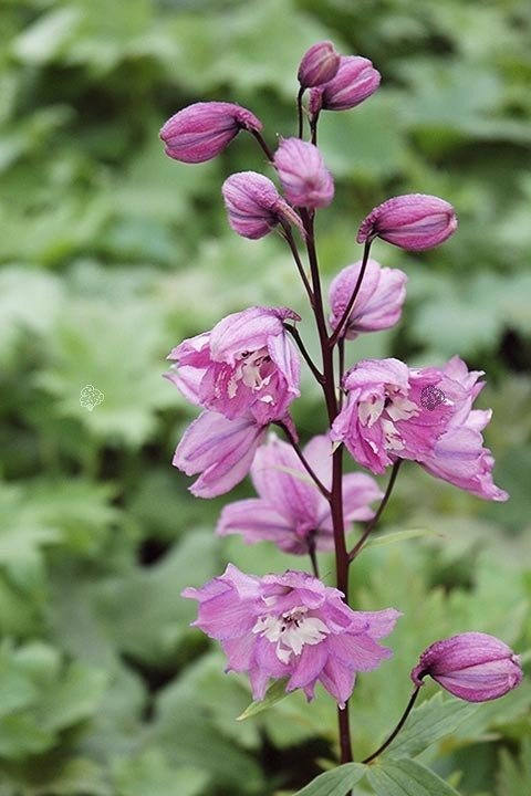 Ostróżka ogrodowa Magic Fountains Pink Delphinium C2