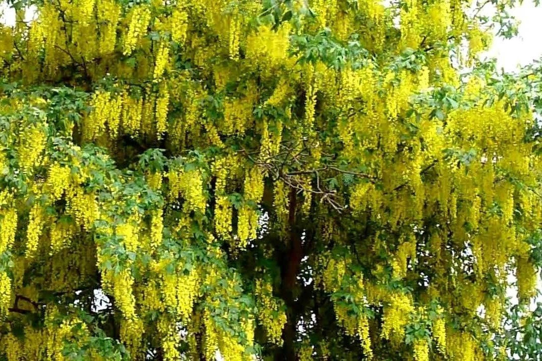 Złotokap pospolity Laburnum anagyrdoides C2