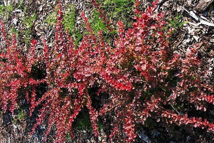 Berberys Thunberga Red Carpet Berberis thunbergii C2