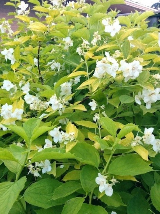 Jaśminowiec wonny Aureus Philadelphus coronarius P9