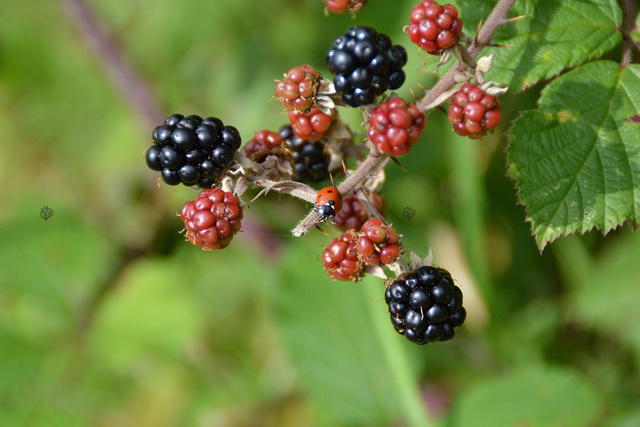 Jeżyna bezkolcowa Gazda Rubus fruticosa C2