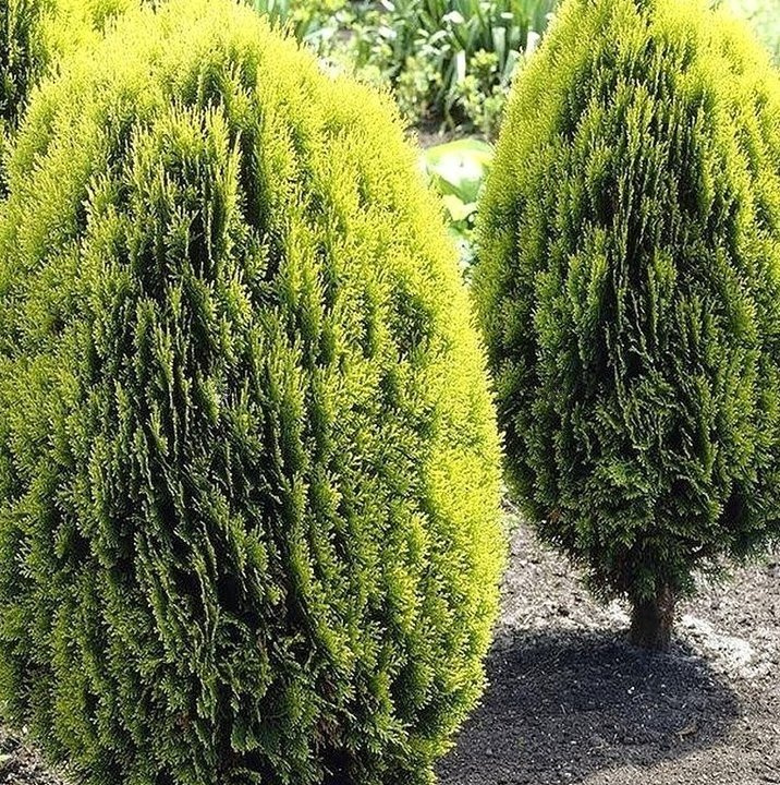 Tuja Aurea Nana Platycladus orientalis C5
