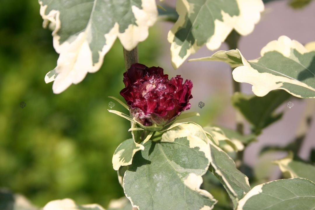 Ketmia syryjska Purpureus Variegatus Hibiscus syriacus C2