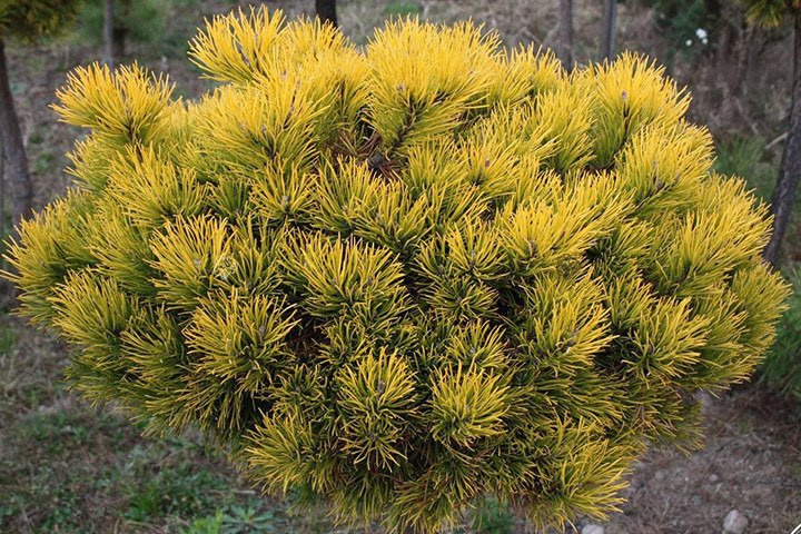 Sosna kosodrzewina Winter Gold Pinus mugo