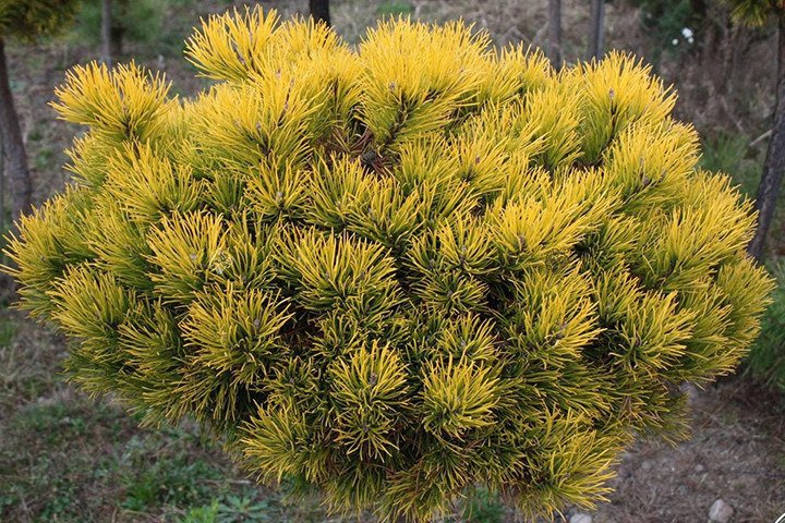 Sosna kosodrzewina Winter Gold Pinus mugo C5