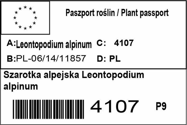 Szarotka alpejska Leontopodium alpinum P9