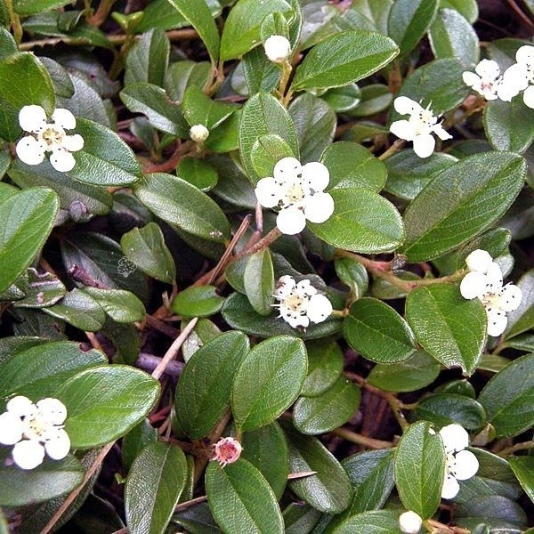 Irga Dammera Mooncreeper Cotoneaster dammeri C2