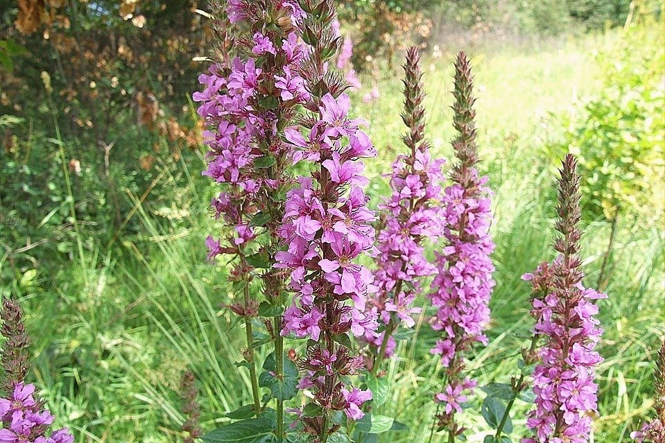 Krwawnica pospolita Rosy Gem Lythrum salicaria P9