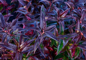 Kiścień japoński Carinella Leucothoe walteri C1,5