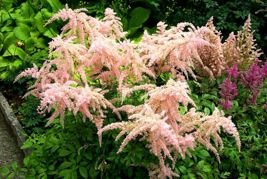 Tawułka Straussenfeder PBR Astilbe C2