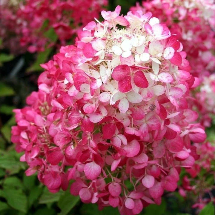 Hortensja bukietowa Diamand Rouge PBR Hydrangea paniculata C5