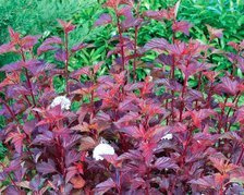 Pęcherznica kalinolistna Diable D'or PBR Physocarpus opulifolius C3