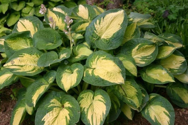 Funkia Great Expectations Hosta P9