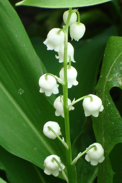 Konwalia majowa Convallaria majalis P9