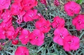 Goździk siny Badenia Dianthus gratianopolitanus P9