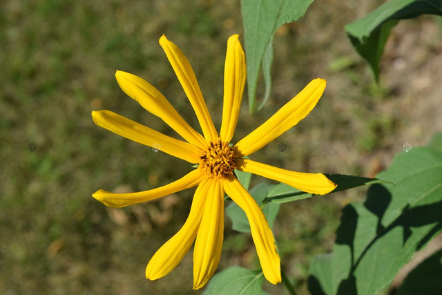 Języczka pomarańczowa Ligularia dentata P9