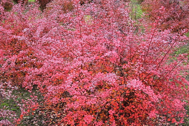 Berberys Thunberga Pink Queen Berberis thunbergii C2