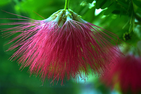 Kuflik Mauve Mist Callistemon P9