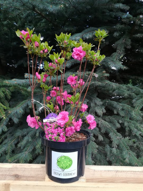 Azalia japońska Babuschka PBR Rhododendron obtusum C2