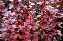 Berberys Thunberga Red Pillar Berberis thunbergii C2