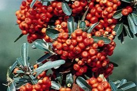Ognik szkarłatny Mohave silver Pyracantha coccinea P9