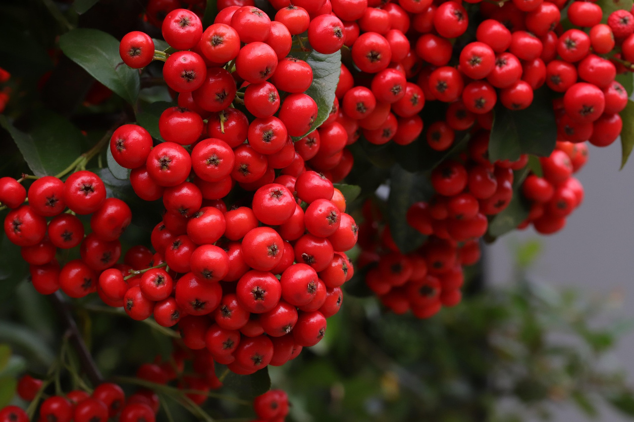 Ognik szkarłatny Red Cushion Pyracantha coccinea P9